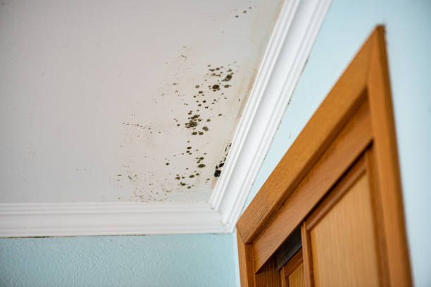 Best Mold Removal and Inspection  in Rolesville, NC