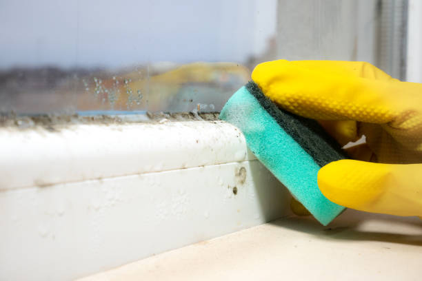 Best Professional Mold Removal  in Rolesville, NC