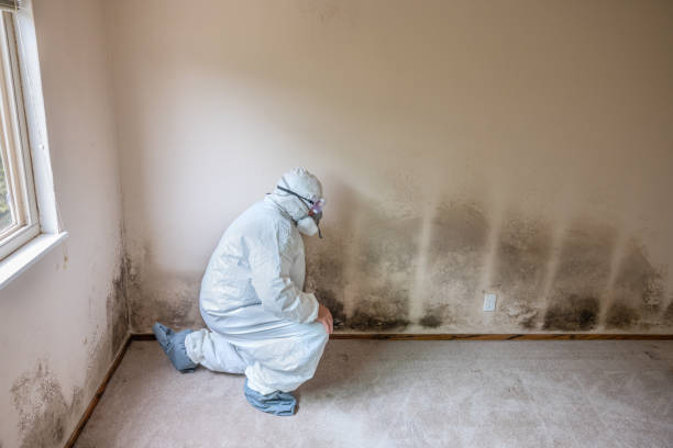 Best Mold Testing  in Rolesville, NC